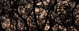 Preview wallpaper branches, trees, light
