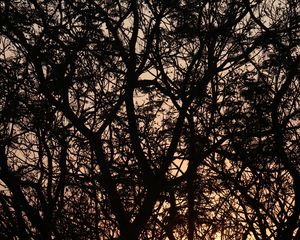 Preview wallpaper branches, trees, light