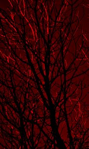 Preview wallpaper branches, trees, red, silhouette