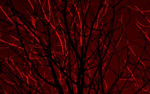 Preview wallpaper branches, trees, red, silhouette