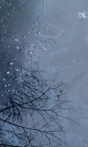 Preview wallpaper branches, trees, reflection, drops, water, background, blue