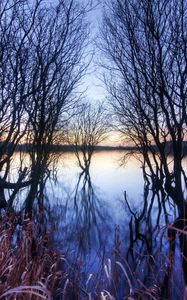 Preview wallpaper branches, trees, river, autumn, sunset, horizon