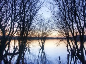 Preview wallpaper branches, trees, river, autumn, sunset, horizon