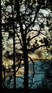 Preview wallpaper branches, trees, shadows, blur, dark