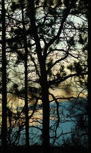 Preview wallpaper branches, trees, shadows, blur, dark