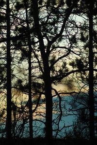 Preview wallpaper branches, trees, shadows, blur, dark