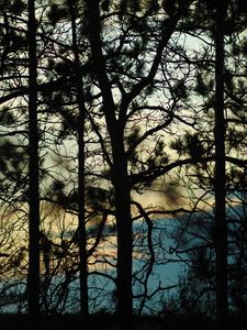 Preview wallpaper branches, trees, shadows, blur, dark