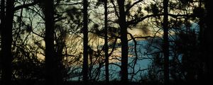 Preview wallpaper branches, trees, shadows, blur, dark