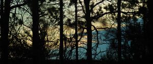 Preview wallpaper branches, trees, shadows, blur, dark