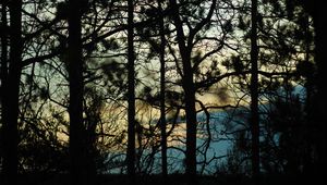 Preview wallpaper branches, trees, shadows, blur, dark