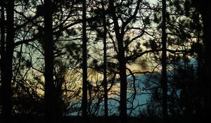 Preview wallpaper branches, trees, shadows, blur, dark