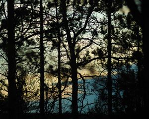 Preview wallpaper branches, trees, shadows, blur, dark