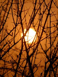 Preview wallpaper branches, trees, silhouettes, sunset