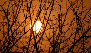 Preview wallpaper branches, trees, silhouettes, sunset