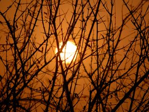 Preview wallpaper branches, trees, silhouettes, sunset