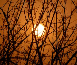 Preview wallpaper branches, trees, silhouettes, sunset