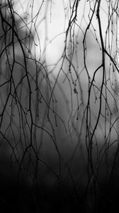 Preview wallpaper branches, trees, silhouettes, fog