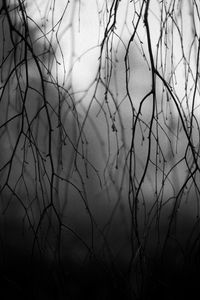 Preview wallpaper branches, trees, silhouettes, fog