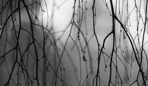 Preview wallpaper branches, trees, silhouettes, fog