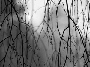Preview wallpaper branches, trees, silhouettes, fog