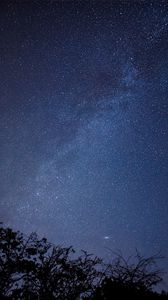 Preview wallpaper branches, trees, silhouettes, starry sky, night