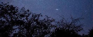 Preview wallpaper branches, trees, silhouettes, starry sky, night