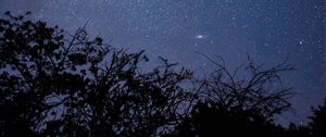 Preview wallpaper branches, trees, silhouettes, starry sky, night