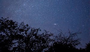 Preview wallpaper branches, trees, silhouettes, starry sky, night