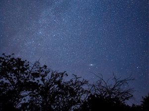 Preview wallpaper branches, trees, silhouettes, starry sky, night