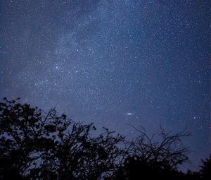 Preview wallpaper branches, trees, silhouettes, starry sky, night