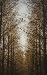 Preview wallpaper branches, trees, sky, autumn, forest