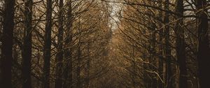 Preview wallpaper branches, trees, sky, autumn, forest