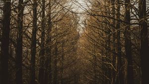 Preview wallpaper branches, trees, sky, autumn, forest