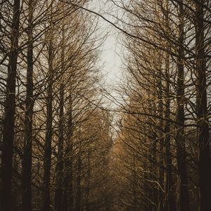 Preview wallpaper branches, trees, sky, autumn, forest