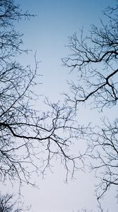 Preview wallpaper branches, trees, sky, bottom view