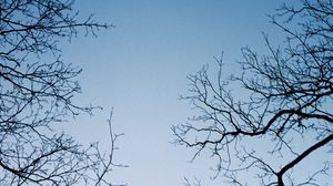 Preview wallpaper branches, trees, sky, bottom view