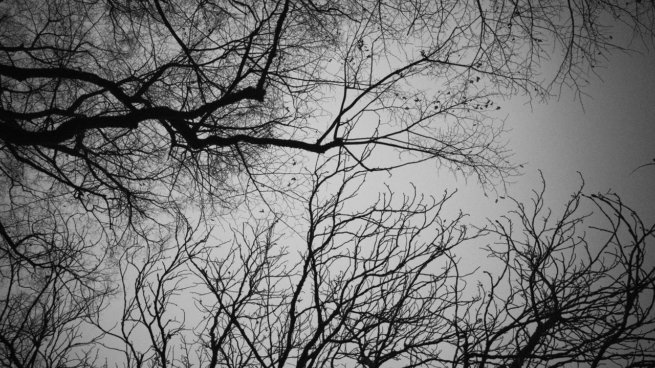 Wallpaper branches, trees, sky, bw