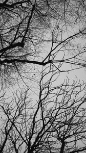 Preview wallpaper branches, trees, sky, bw