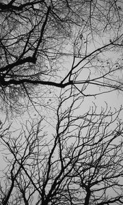 Preview wallpaper branches, trees, sky, bw