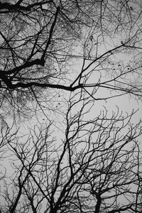 Preview wallpaper branches, trees, sky, bw