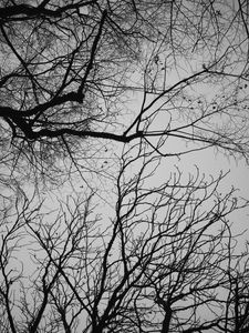 Preview wallpaper branches, trees, sky, bw