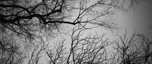 Preview wallpaper branches, trees, sky, bw