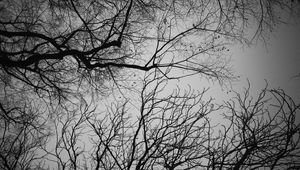 Preview wallpaper branches, trees, sky, bw