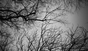 Preview wallpaper branches, trees, sky, bw