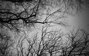 Preview wallpaper branches, trees, sky, bw