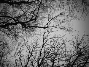 Preview wallpaper branches, trees, sky, bw