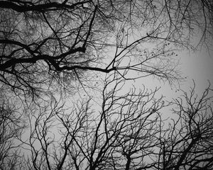 Preview wallpaper branches, trees, sky, bw