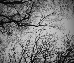 Preview wallpaper branches, trees, sky, bw