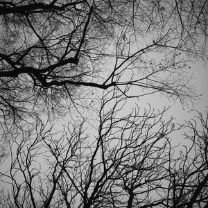 Preview wallpaper branches, trees, sky, bw