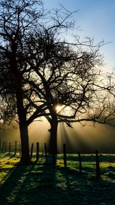 Preview wallpaper branches, trees, sun, sunrise, landscape, nature